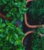 Cum sa cultivi plante aromatice pe un balcon?