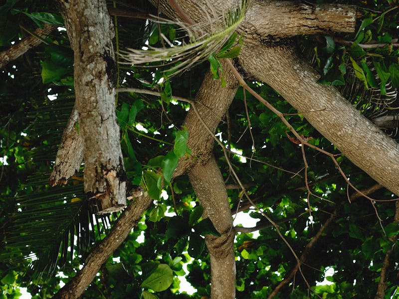 monitorizare biodiversitate